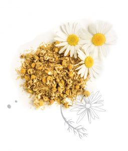 Chamomilla Recutita (Chamomile Flower) - Schwartz Natural Cosmetics