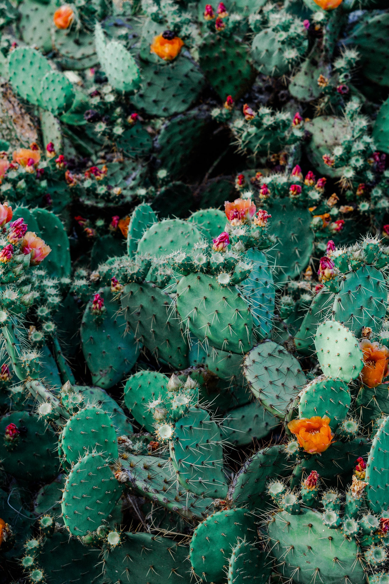 Cactus: Amazing uses and benefits